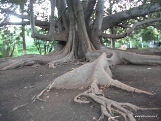 Ficus villa Bellini